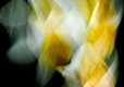 Daffodils